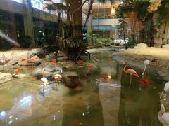 景观位-白虎自助餐厅·真老虎·景观自助餐厅(广州长隆酒店)