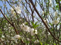 -南国桃园旅游度假区