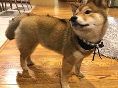 -柴务处·柴犬主题狗咖