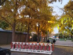 -三里屯东五街银杏大道