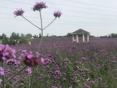 -紫颐香薰山谷景区