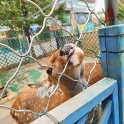 -萌宠亲子动物乐园(槐房万达店)