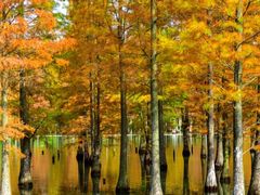 -白鹭湾湿地公园