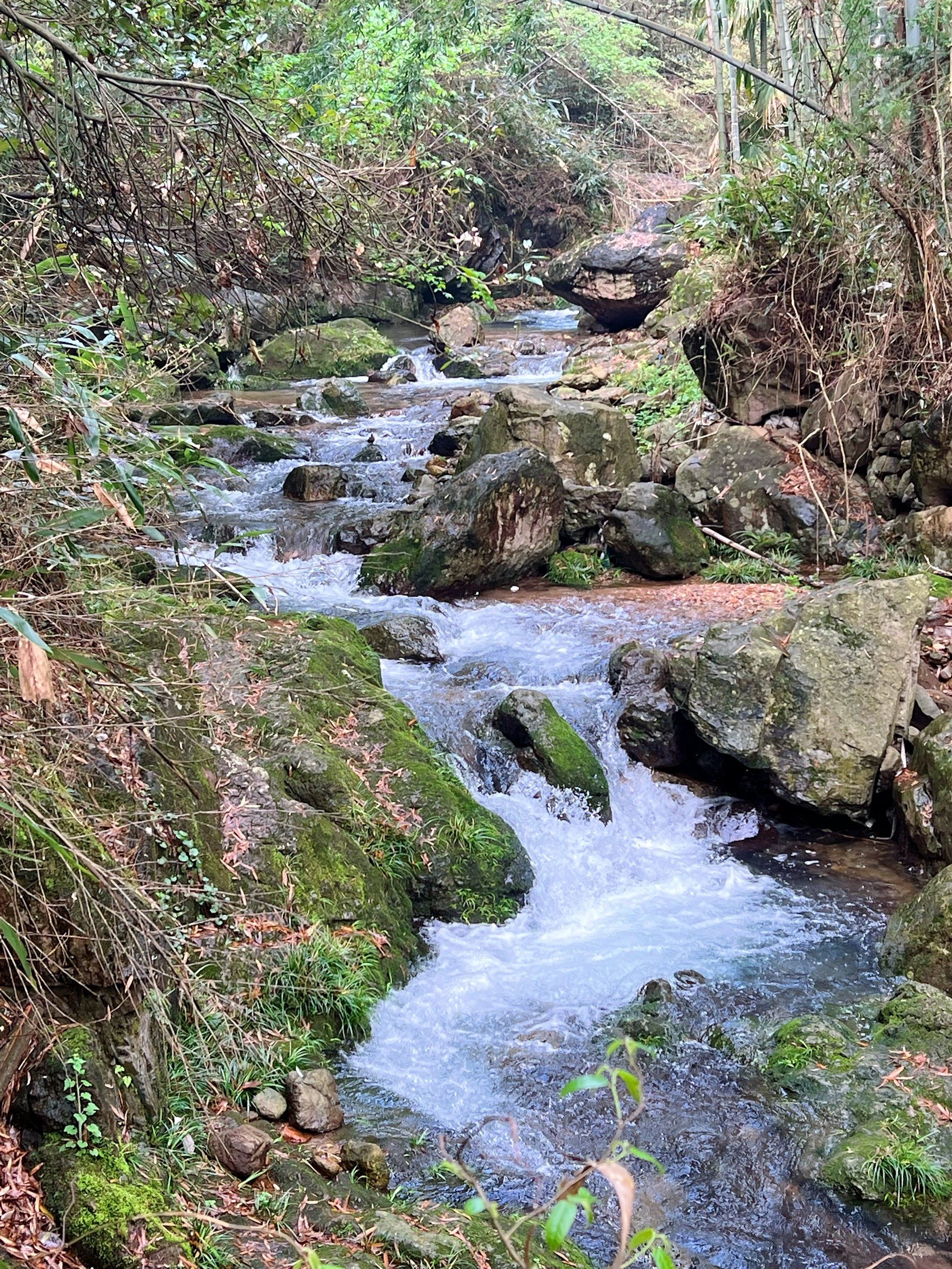 春山翡翠如画,徒步穿越竹林