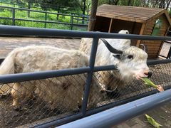 -长白岛森林公园