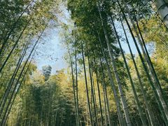 -树山生态村