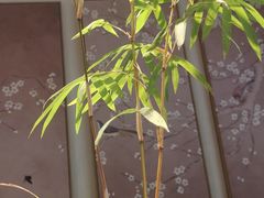 -山壹竹庭院餐厅