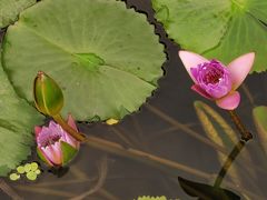-五缘湾湿地公园