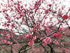 -新建村梅花