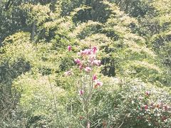 -杭州植物园