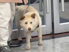 -艾贝尔宠物医院·宠保定点·超声绝育·免疫点(樱花路店)