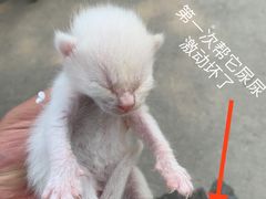 -佩兹宠物医院肿瘤专科·眼科·牙科(黄浦店)