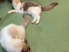 -藦茜花园宠物主题亲子互动体验馆(国顺东路店)