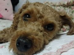-美联众合动物医院·24h京西诊疗中心