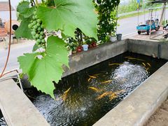 -北京龙庆四季香农家饭庄·灶台鱼·碳烤虹鳟鱼(龙庆峡店)