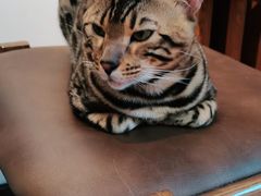 -猫爪屋猫咖(乐汇城店)