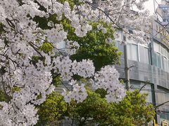 -玛格萝妮比萨屋(四平店)