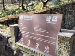 -都江堰中华大熊猫苑