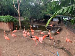 -清迈夜间动物园