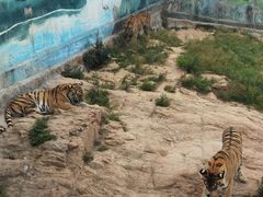 -西霞口神雕山野生动物世界