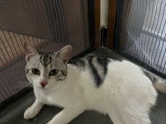 -瑞鹏宠物医院·夜间急症·心超·猫科(祖庙分店)