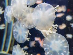 -太平洋海底世界