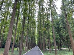-东平国家森林公园