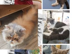 -有猫主题·治愈系猫咖(曾厝垵店)