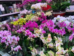 -朝来春花卉市场