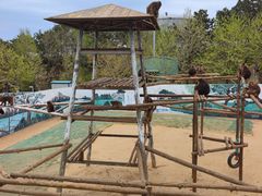 -西霞口神雕山野生动物世界