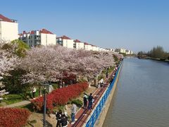 -高东镇樱花园
