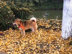 -白鹭湾湿地公园