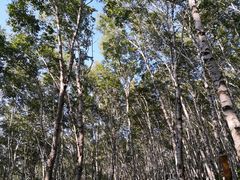 -塞罕坝国家级自然保护区