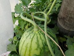 -庞各庄翠芳园西瓜蔬菜基地采摘园