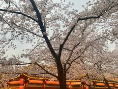 -东湖磨山景区樱花园-停车场