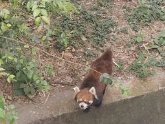 -昆明动物园