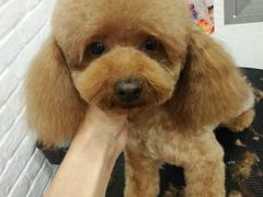 -八公叔叔宠物美容连锁(春申店)