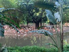 -广州长隆飞鸟乐园