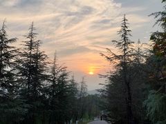 -铁山坪森林公园