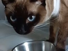 -纳吉亚猫专科动物医院博雅分院