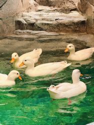 -Zoolung Zoolung动物主题公园(海信广场店)