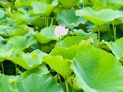 -梁鸿国家湿地公园