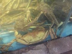 android_upload_pic-蟹之国·精品蟹料理(极地店)