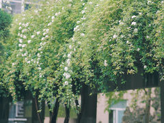 -四川大学(望江校区)
