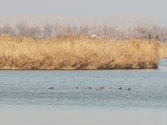 -盐城丹顶鹤湿地生态旅游区