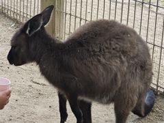 -费瑟代尔野生动物园