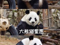 -泉州海丝野生动物世界