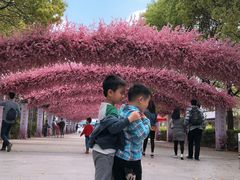-南汇桃花村