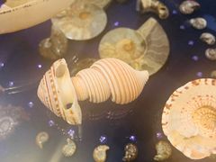 -青岛贝壳博物馆