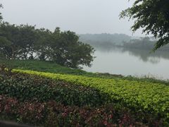 -大湾区中央湿地公园